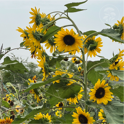 Sun Samba Sunflower