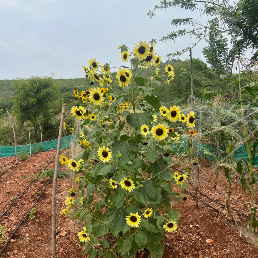 Sun Samba Sunflower