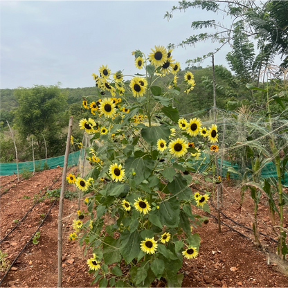 Sun Samba Sunflower