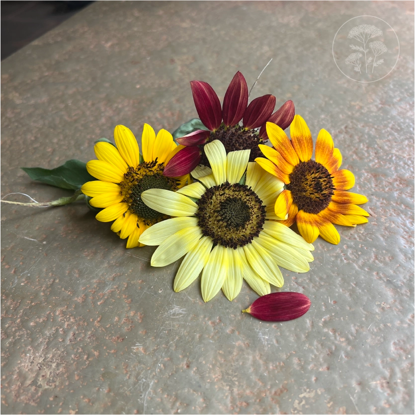Sun Samba Sunflower