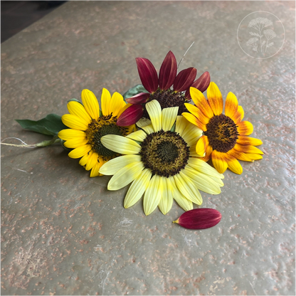 Sun Samba Sunflower
