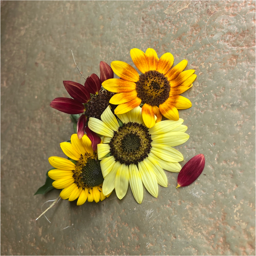 Sun Samba Sunflower