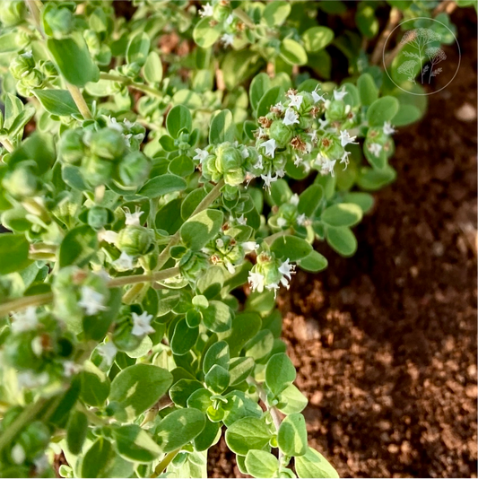 Sweet Marjoram