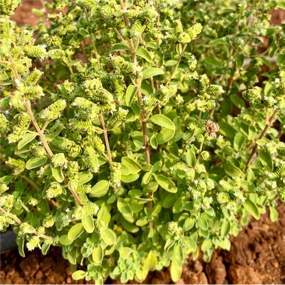 Sweet Marjoram