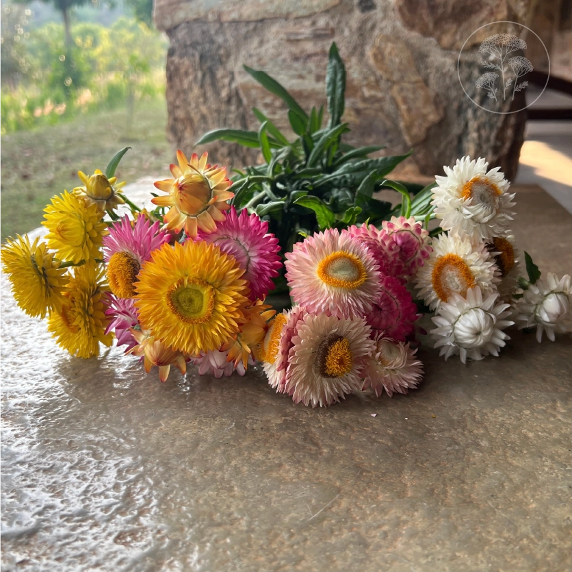 Tall Mix Strawflower
