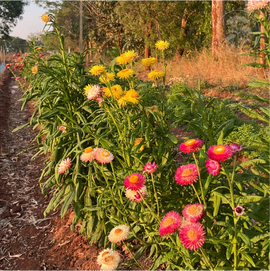 Tall Mix Strawflower