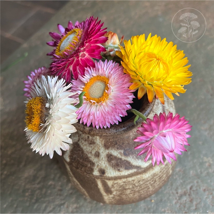 Tall Mix Strawflower