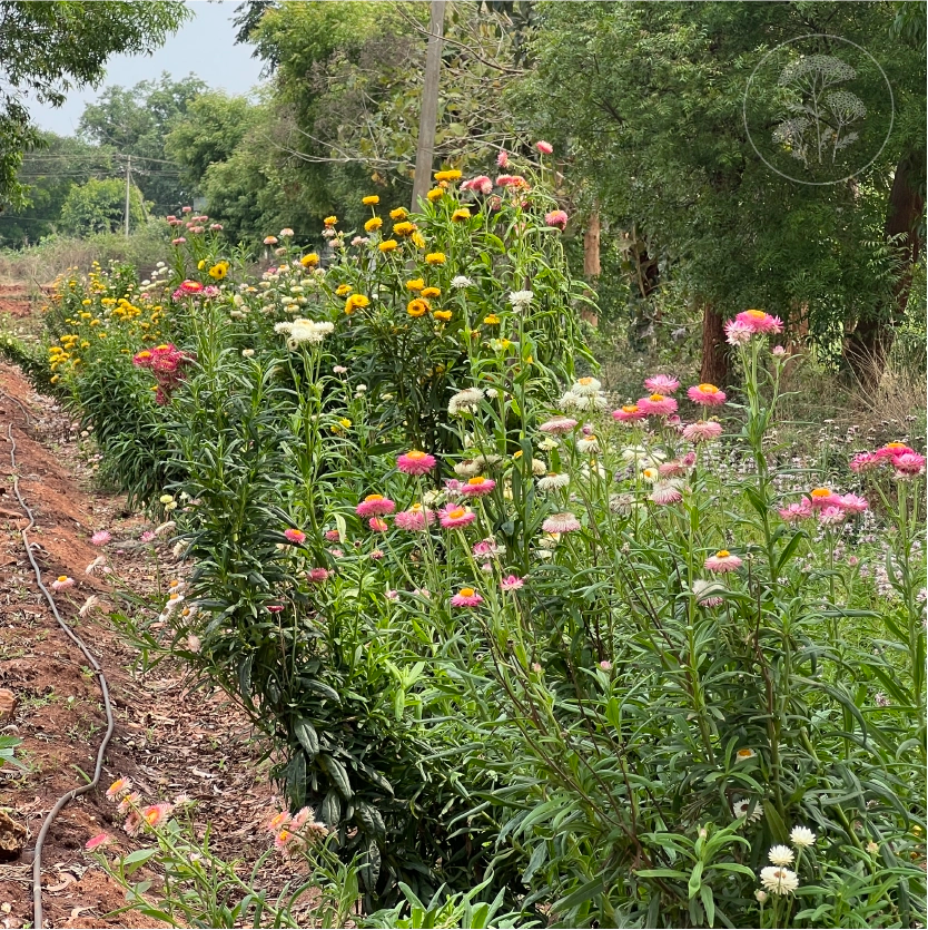 Tall Mix Strawflower