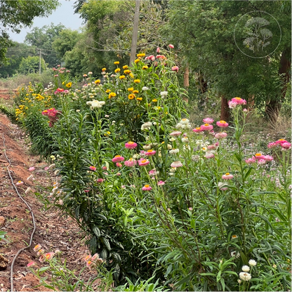Tall Mix Strawflower
