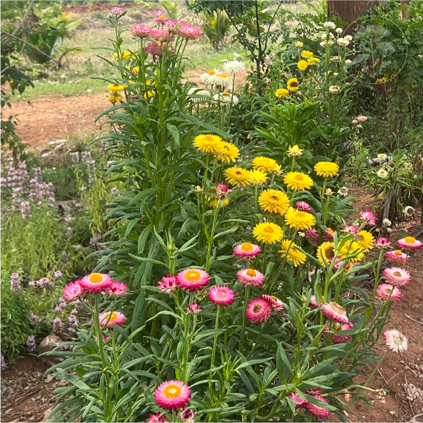 Tall Mix Strawflower
