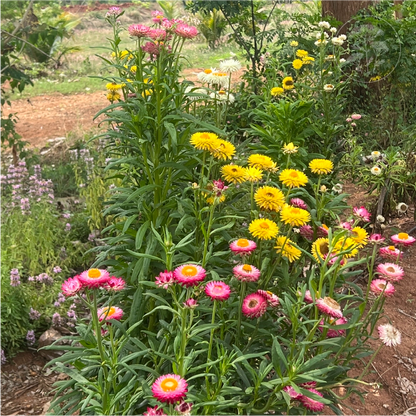 Tall Mix Strawflower