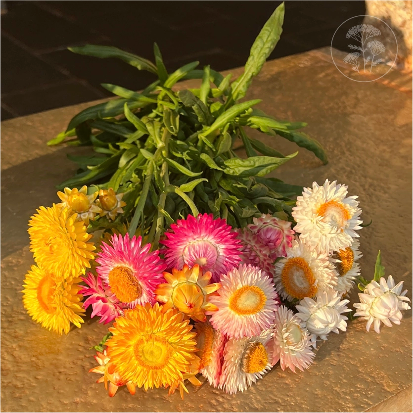 Tall Mix Strawflower