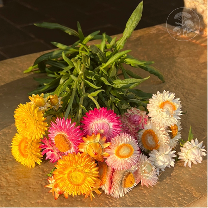 Tall Mix Strawflower