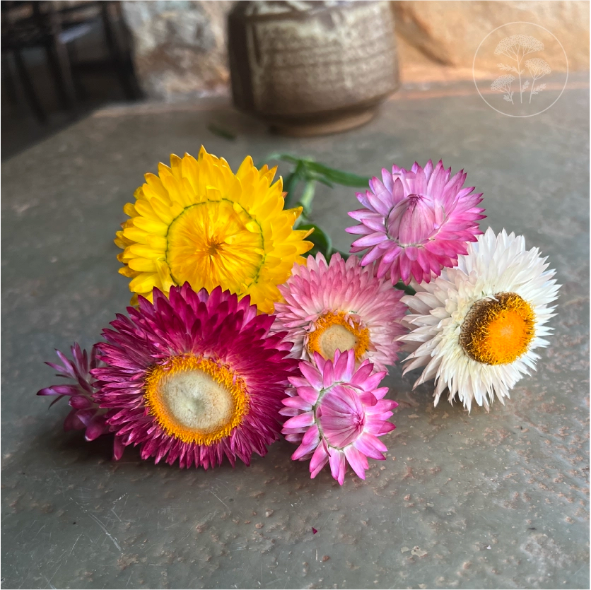 Tall Mix Strawflower