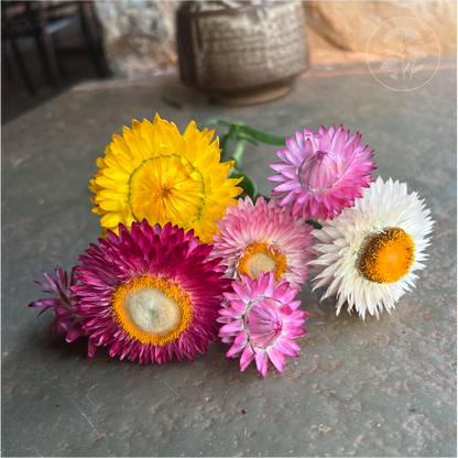 Tall Mix Strawflower