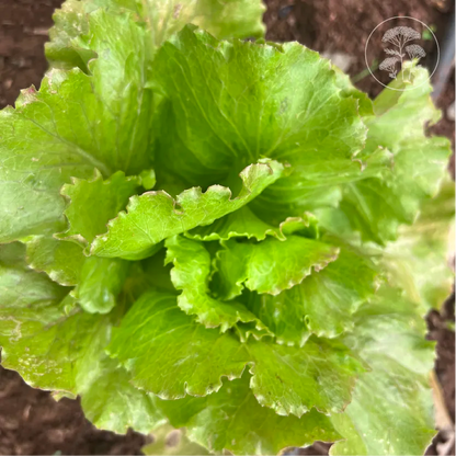 Teagan Lettuce