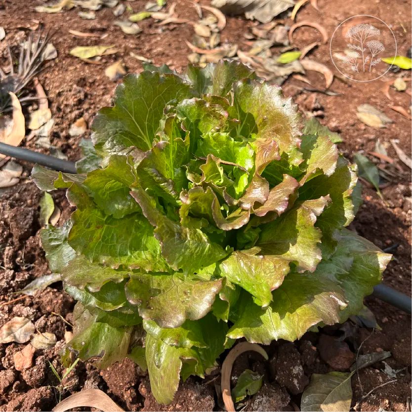 Teagan Lettuce