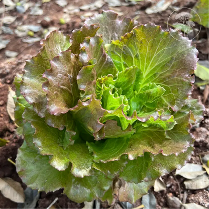 Teagan Lettuce