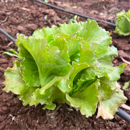 Teagan Lettuce