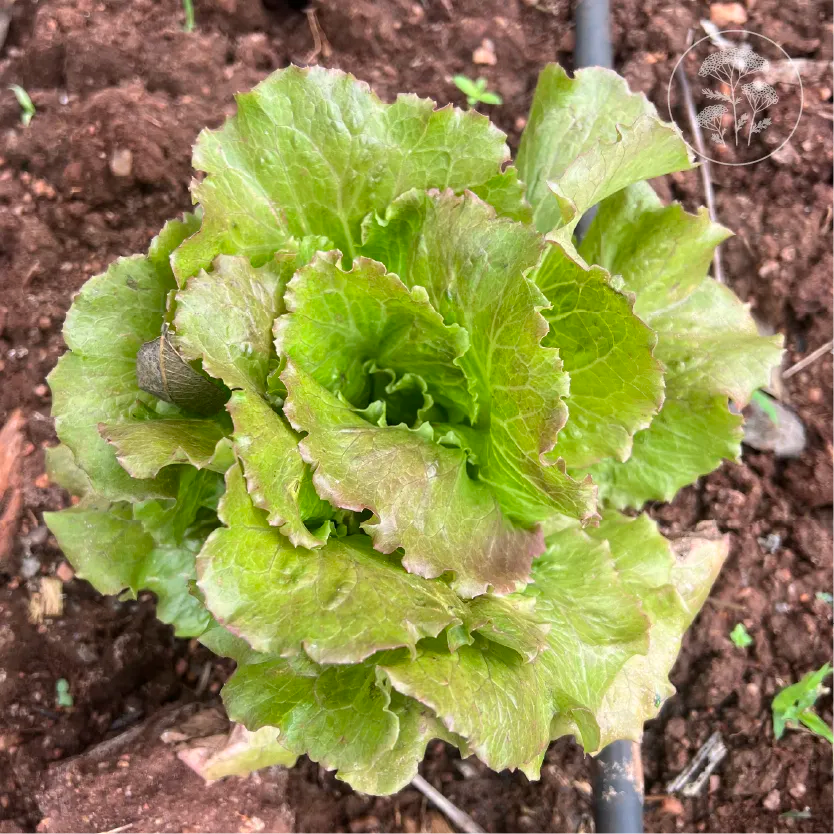 Teagan Lettuce
