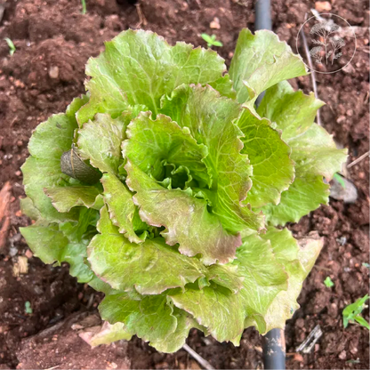Teagan Lettuce