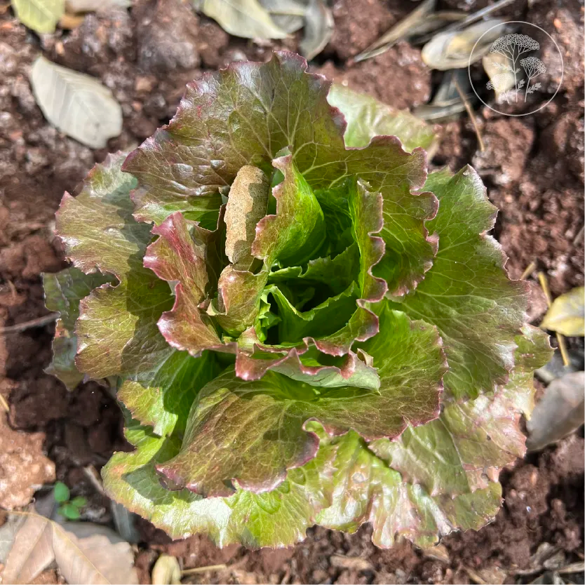 Teagan Lettuce