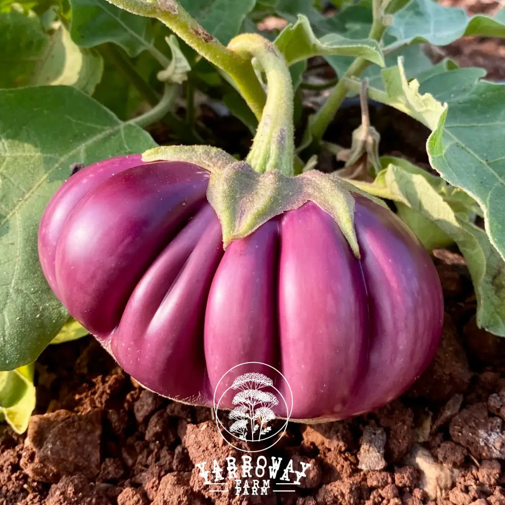 Thai Purple Ribbed Eggplant Organic Seeds