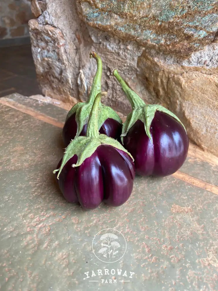 Thai Purple Ribbed Eggplant Organic Seeds