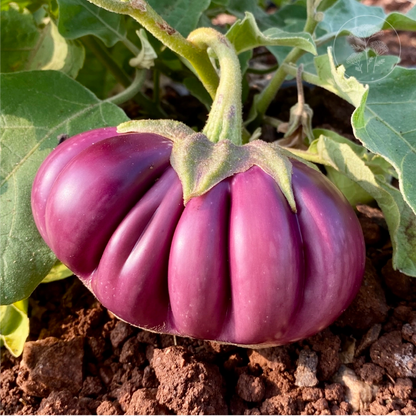 Thai Purple Ribbed Eggplant