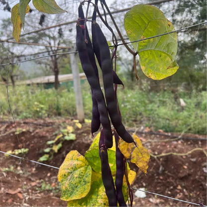 Violet Stringless Pole Bean