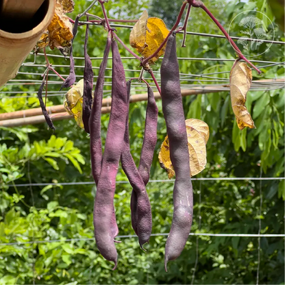 Violet Stringless Pole Bean