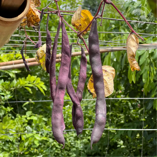Violet Stringless Pole Bean