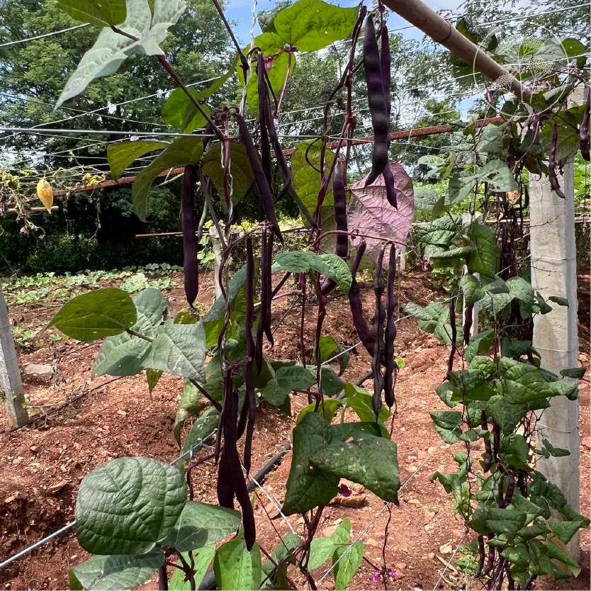 Violet Stringless Pole Bean