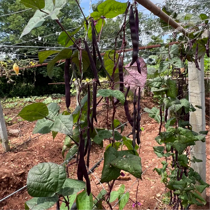 Violet Stringless Pole Bean
