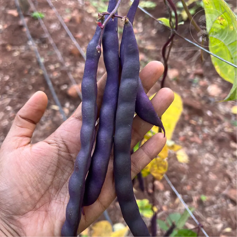 Violet Stringless Pole Bean