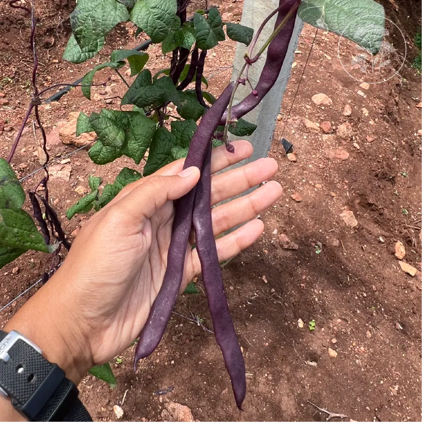 Violet Stringless Pole Bean