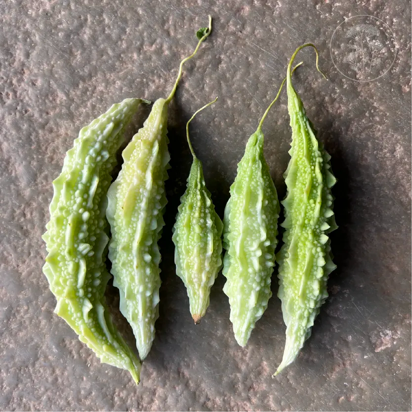 White Bitter Gourd