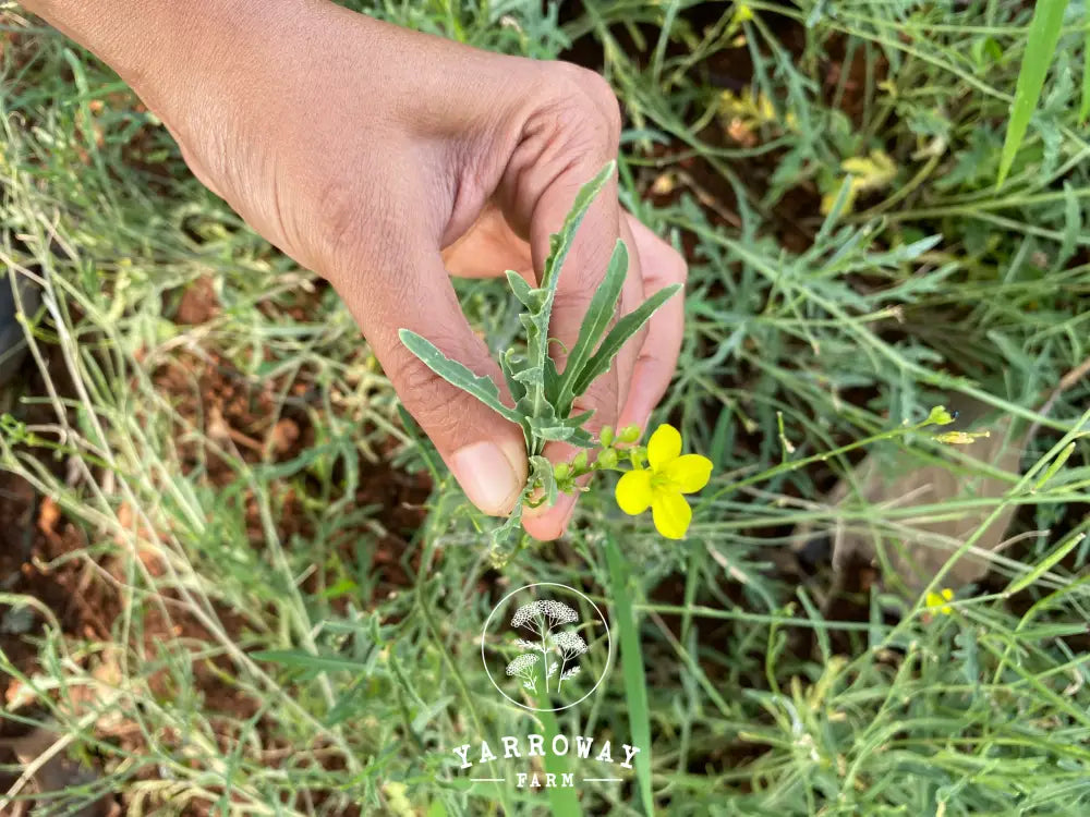 Wild Arugula Organic Seeds