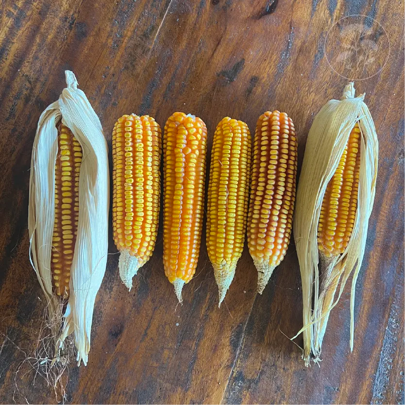 Yellow Tuxpeno Corn