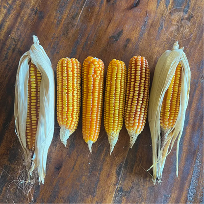 Yellow Tuxpeno Corn