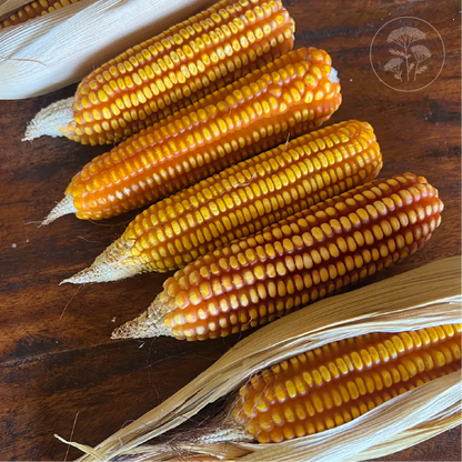 Yellow Tuxpeno Corn