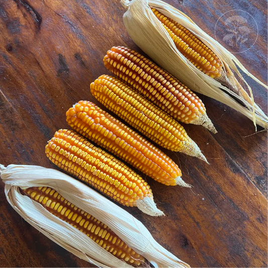 Yellow Tuxpeno Corn