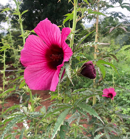 Monarch Rosemallow Ruby Hibiscus