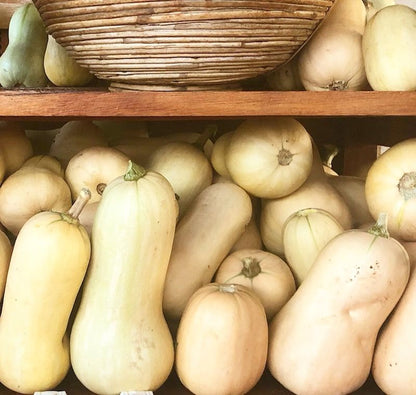 Waltham Butternut Squash