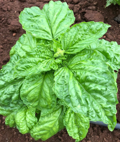Mammoth Sweet Basil