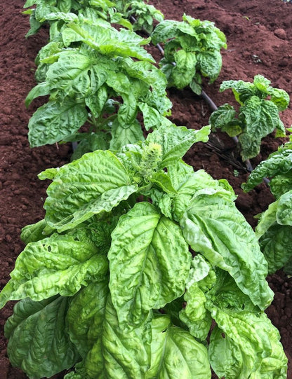 Mammoth Sweet Basil