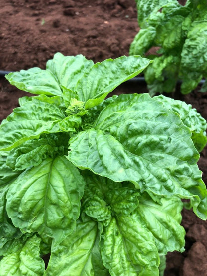 Mammoth Sweet Basil